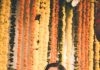 NUNN Tamil Novels 37