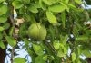 Simple Herbal Health tips vilvam