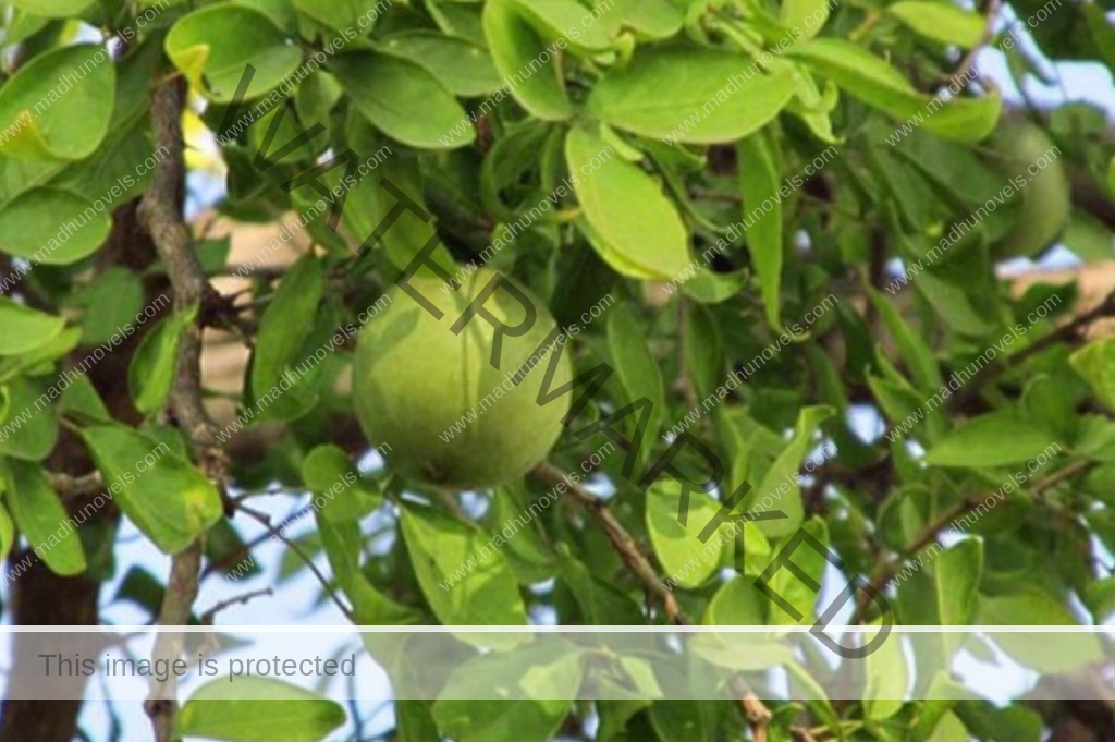 Simple Herbal Health tips vilvam