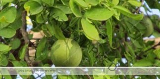 Simple Herbal Health tips vilvam